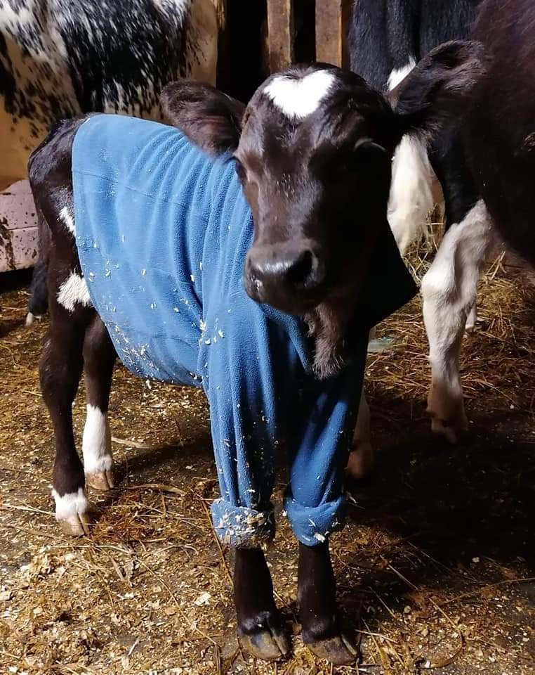 Kaamos- härkä vasikkana