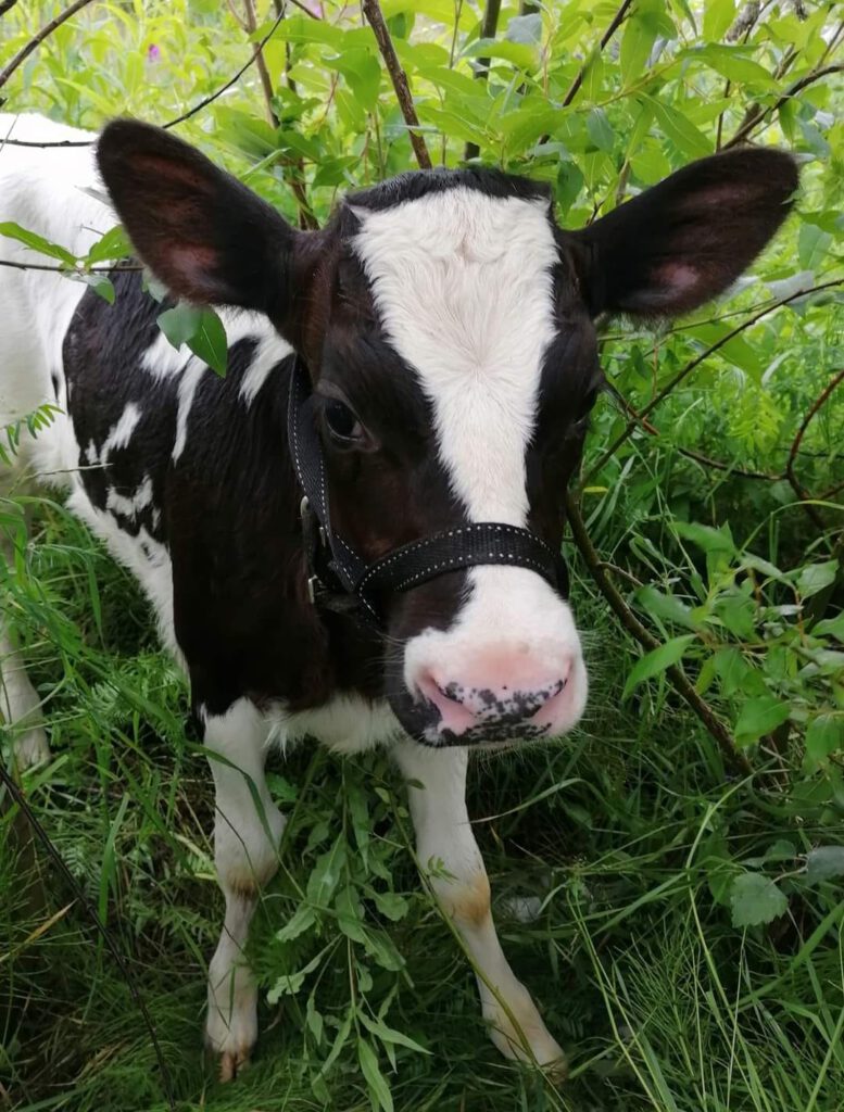 Tuuli- lehmä vasikkana